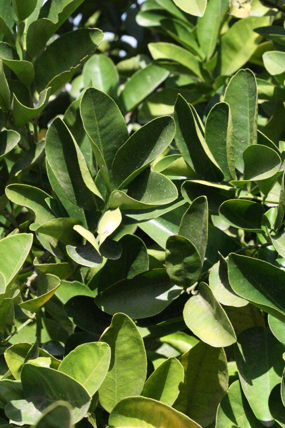              Sun leaves (Riverside, CA)       